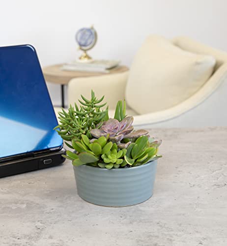 Live Succulents Assortment in Clay Pot Z265