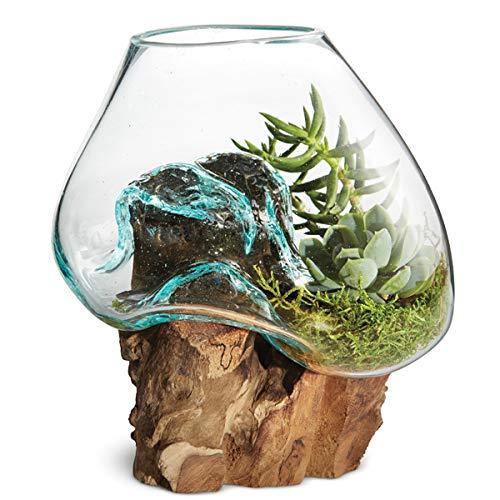 Hand Blown Molten Glass & Teak Wood Terrarium (6" - 7" High) Y634481