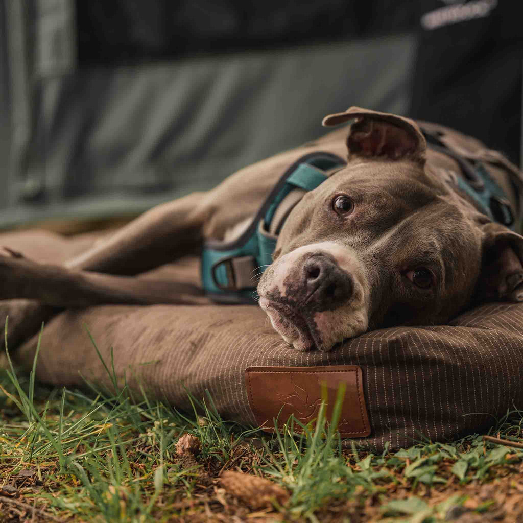 Canvas Dog Bed, Water-Repellent, Removable Washable Cover, Extra Large, Brown G131953