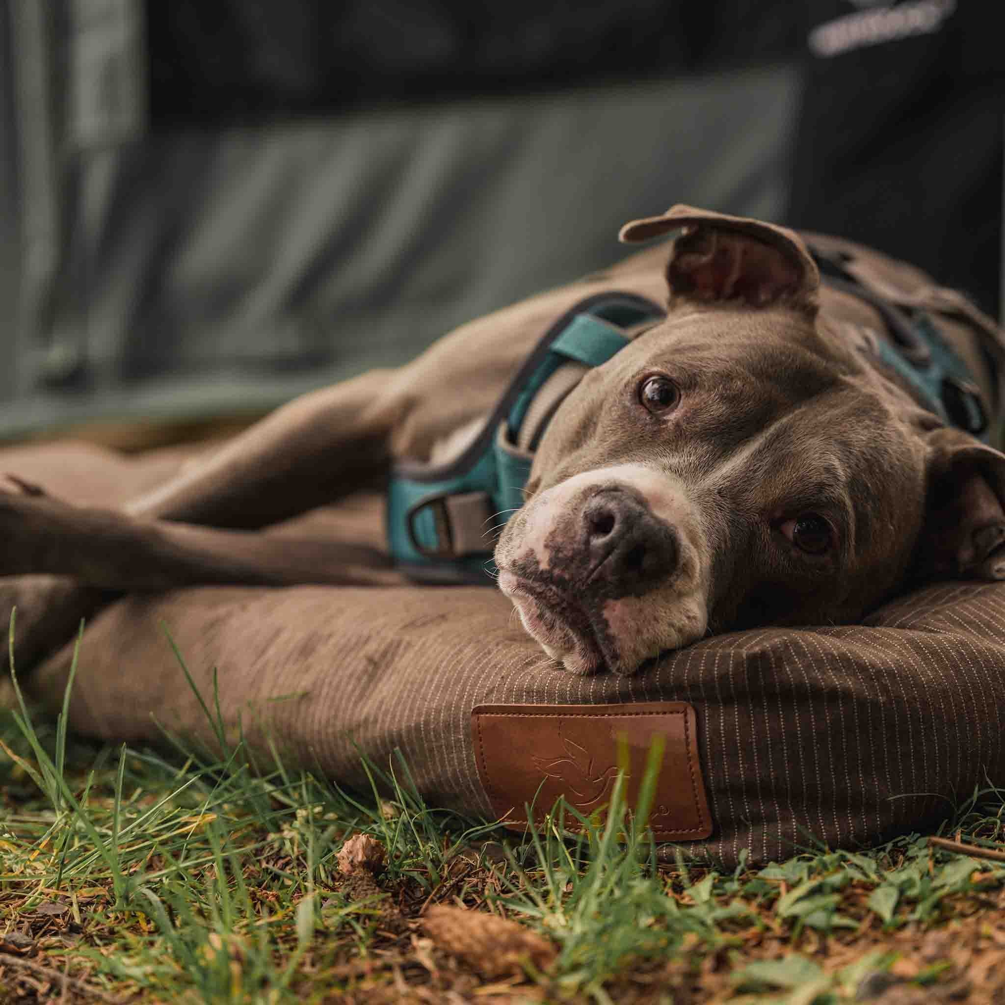 Canvas Dog Bed, Water-Repellent, Removable Washable Cover, Extra Large, Brown G131953