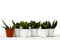 4" Pot Live Snake Plant G3969
