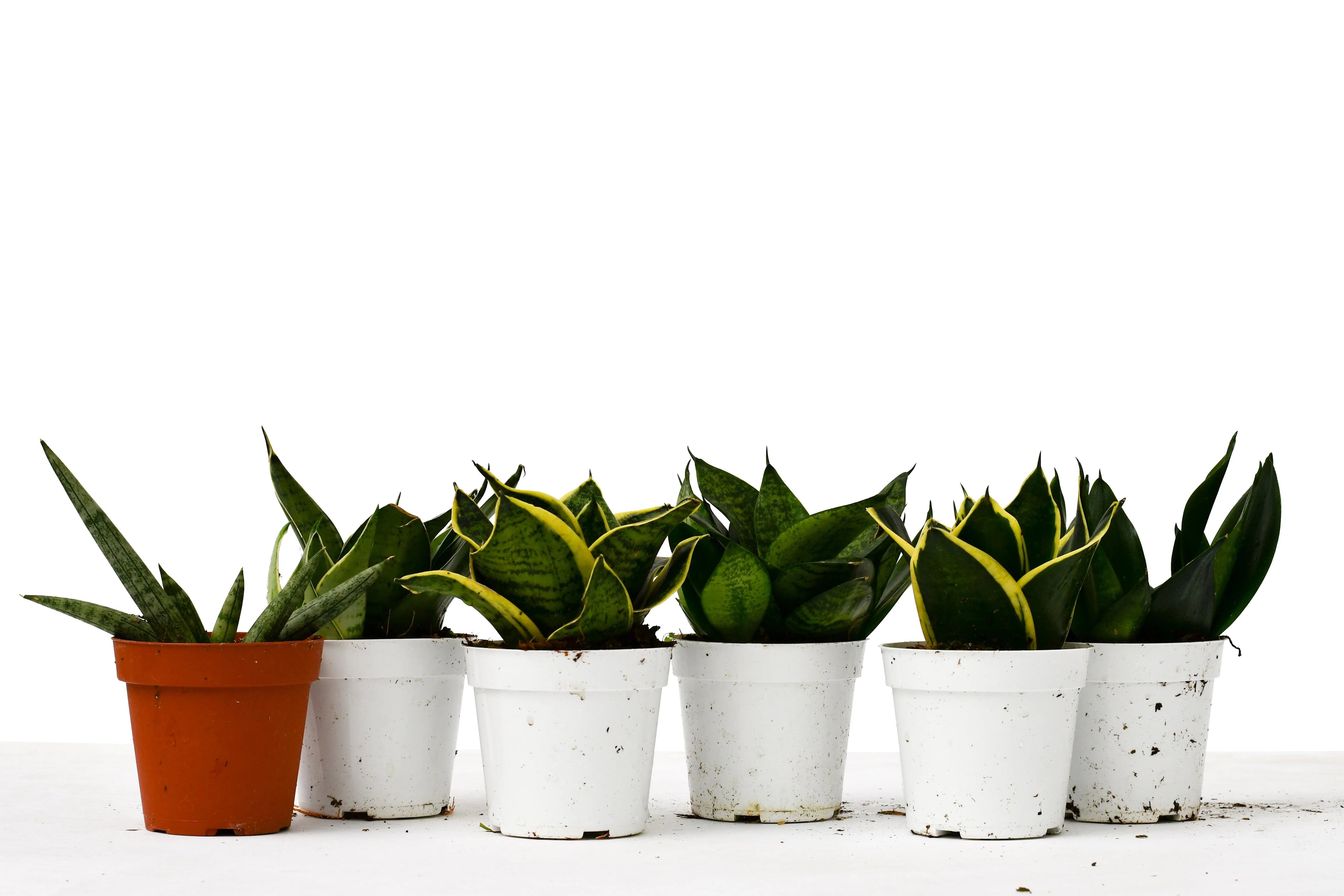 4" Pot Live Snake Plant G3969