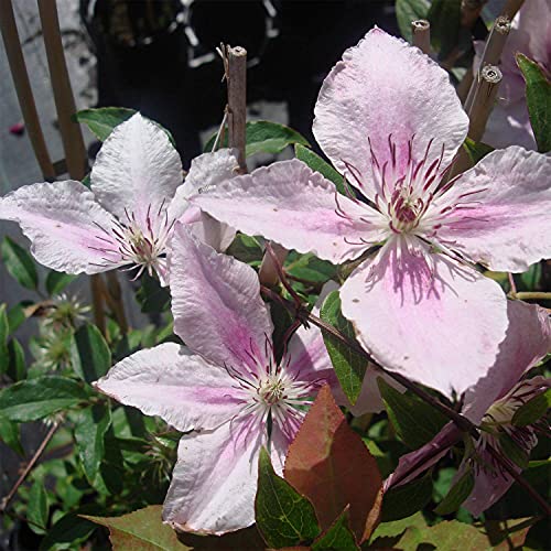 Pink Fantasy Live Plant in a 4 Inch Growers Pot Light Pink Flowering Vine F6514
