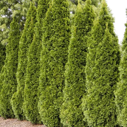 Live Plants 1 to 2 Feet Tall J67773