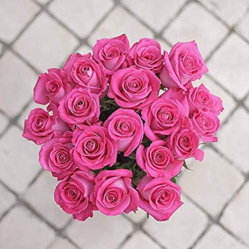 24 Red Roses Fresh from the Farm Red Rose Bouquet Long-Lasting Fresh Flowers 20" Long Stems No Vase 2 Dozen Q1152